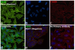 Invitrogen CD44 Monoclonal Antibody (Hermes-1) 200 &mu;g; Unconjugated:Antibodies,
