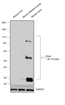 Invitrogen CD44 Monoclonal Antibody (Hermes-1) 200 &mu;g; Unconjugated:Antibodies,