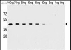Invitrogen Vaccinia Virus H1L Monoclonal Antibody (20CT26.44.10.3 / 20CT26.44.10.14)