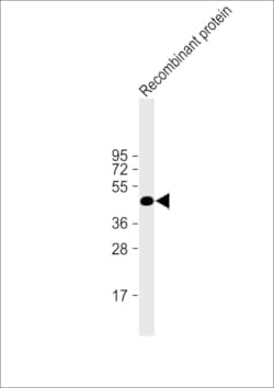Invitrogen Vaccinia Virus H1L Monoclonal Antibody (20CT26.44.10.3 / 20CT26.44.10.14)