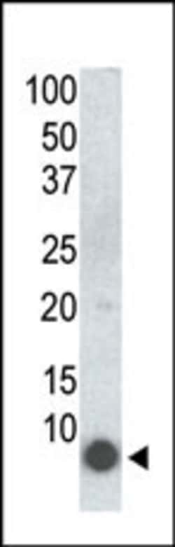 Invitrogen Phospho-FXYD1 (Ser68) Monoclonal Antibody (41AT858.235) 400