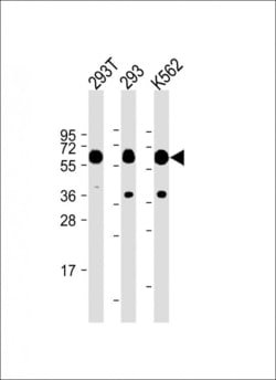 Invitrogen SETD8 Monoclonal Antibody (43AT551.86) 400 &mu;L; Unconjugated:Antibodies,