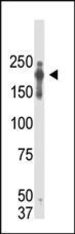 Invitrogen PRDM2 Monoclonal Antibody (33AT1045) 400 &mu;L; Unconjugated:Antibodies,