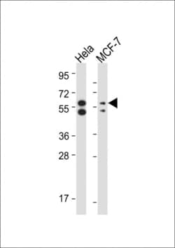 Invitrogen PINK1 Monoclonal Antibody (38CT18.2.6.12) 200 &mu;L | Buy Online | Invitrogen&trade; | Fisher Scientific