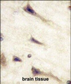 Invitrogen EphA5 Monoclonal Antibody (46CT61.6.4) 400 &mu;L; Unconjugated:Antibodies,