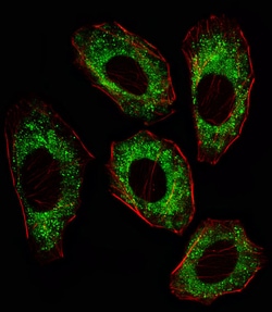 Invitrogen SRC Monoclonal Antibody (17AT28) 400 &mu;L; Unconjugated:Antibodies,