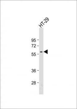 Invitrogen SRC Monoclonal Antibody (17AT28) 400 &mu;L; Unconjugated:Antibodies,