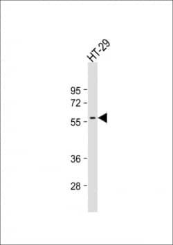 Invitrogen SRC Monoclonal Antibody (17AT28) 400 &mu;L; Unconjugated:Antibodies,
