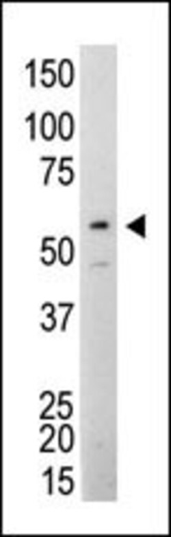 Invitrogen SRC Monoclonal Antibody (17AT28) 400 &mu;L; Unconjugated:Antibodies,