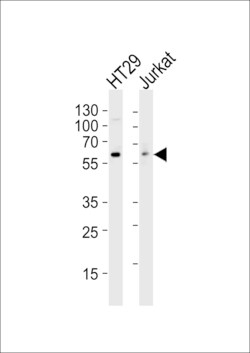 Invitrogen SRC Monoclonal Antibody (17AT28) 400 &mu;L; Unconjugated:Antibodies,