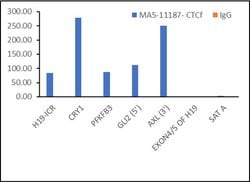 Invitrogen CTCF Monoclonal Antibody (G.758.4) 100 &mu;L; Unconjugated:Antibodies,