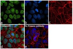 Invitrogen CTCF Monoclonal Antibody (G.758.4) 100 &mu;L; Unconjugated:Antibodies,