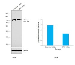 Invitrogen CTCF Monoclonal Antibody (G.758.4) 100 &mu;L; Unconjugated:Antibodies,