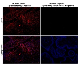 Invitrogen CD56 Monoclonal Antibody (56C04) 500 &mu;L | Buy Online | Invitrogen&trade; | Fisher Scientific