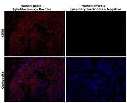 Invitrogen CD56 Monoclonal Antibody (56C04) 500 &mu;L | Buy Online | Invitrogen&trade; | Fisher Scientific