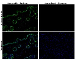 Invitrogen Cytokeratin 14 Monoclonal Antibody (LL002) 500 &mu;L; Unconjugated:Antibodies,