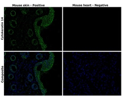Invitrogen Cytokeratin 14 Monoclonal Antibody (LL002) 500 &mu;L; Unconjugated:Antibodies,