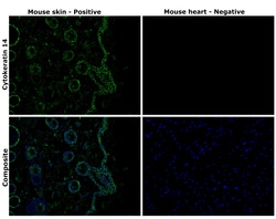 Invitrogen Cytokeratin 14 Monoclonal Antibody (LL002) 500 &mu;L; Unconjugated:Antibodies,