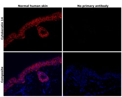 Invitrogen Cytokeratin 14 Monoclonal Antibody (LL002) 500 &mu;L; Unconjugated:Antibodies,