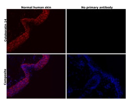 Invitrogen Cytokeratin 14 Monoclonal Antibody (LL002) 500 &mu;L; Unconjugated:Antibodies,