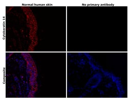 Invitrogen Cytokeratin 14 Monoclonal Antibody (LL002) 500 &mu;L; Unconjugated:Antibodies,