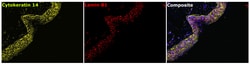 Invitrogen Cytokeratin 14 Monoclonal Antibody (LL002) 500 &mu;L; Unconjugated:Antibodies,