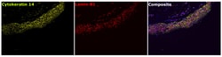 Invitrogen Cytokeratin 14 Monoclonal Antibody (LL002) 500 &mu;L; Unconjugated:Antibodies,