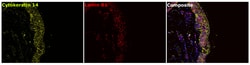 Invitrogen Cytokeratin 14 Monoclonal Antibody (LL002) 500 &mu;L; Unconjugated:Antibodies,