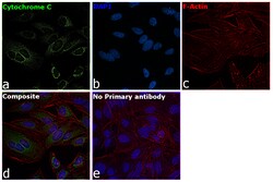 Invitrogen Cytochrome C Monoclonal Antibody (7H8.2C12) 500 &mu;L; Unconjugated:Antibodies,