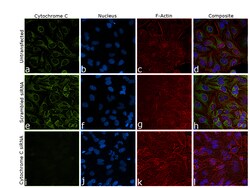 Invitrogen Cytochrome C Monoclonal Antibody (7H8.2C12) 500 &mu;L; Unconjugated:Antibodies,