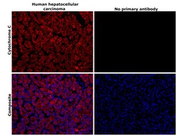 Invitrogen Cytochrome C Monoclonal Antibody (7H8.2C12) 500 &mu;L; Unconjugated:Antibodies,
