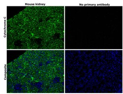 Invitrogen Cytochrome C Monoclonal Antibody (7H8.2C12) 500 &mu;L; Unconjugated:Antibodies,