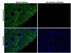 Invitrogen Cytochrome C Monoclonal Antibody (7H8.2C12) 500 &mu;L; Unconjugated:Antibodies,