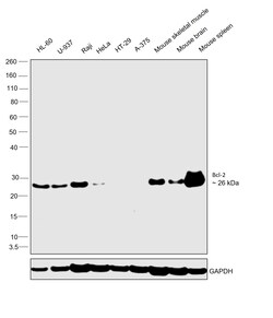 Invitrogen Bcl-2 Monoclonal Antibody (100/D5) 500 &mu;L; Unconjugated:Antibodies,