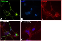 Invitrogen&trade;&nbsp;Vimentin Monoclonal Antibody (V9), Alexa Fluor&trade; 488