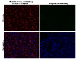 Invitrogen Vimentin Monoclonal Antibody (V9), Alexa Fluor 647 50 &mu;L | Buy Online | Invitrogen&trade; | Fisher Scientific