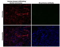 Invitrogen Vimentin Monoclonal Antibody (V9), Alexa Fluor 647 50 &mu;L | Buy Online | Invitrogen&trade; | Fisher Scientific