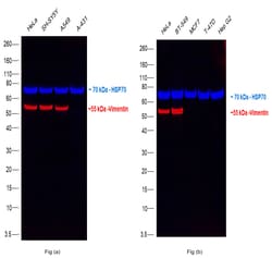 Invitrogen Vimentin Monoclonal Antibody (V9), Alexa Fluor 647 50 &mu;L | Buy Online | Invitrogen&trade; | Fisher Scientific