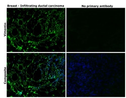 Invitrogen Vimentin Monoclonal Antibody (V9) 500 &mu;L; Unconjugated:Antibodies,