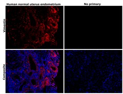 Invitrogen Vimentin Monoclonal Antibody (V9) 500 &mu;L; Unconjugated:Antibodies,