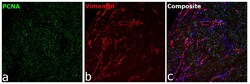 Invitrogen Vimentin Monoclonal Antibody (V9) 500 &mu;L; Unconjugated:Antibodies,