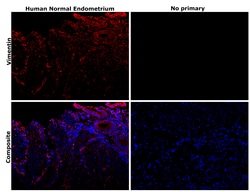 Invitrogen Vimentin Monoclonal Antibody (V9) 500 &mu;L; Unconjugated:Antibodies,