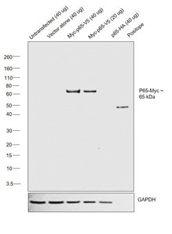 Invitrogen&trade;&nbsp;c-Myc Monoclonal Antibody (9E10.3), Biotin