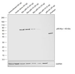 Invitrogen c-Myc Monoclonal Antibody (9E10.3) 500 &mu;L; Unconjugated:Antibodies,