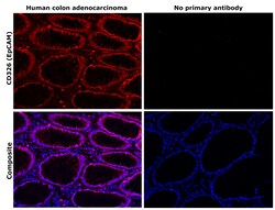 Invitrogen EpCAM Monoclonal Antibody (MOC-31) 500 &mu;L | Buy Online | Invitrogen&trade; | Fisher Scientific
