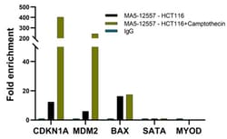 Invitrogen p53 Monoclonal Antibody (DO-7) 500 &mu;L; Unconjugated:Antibodies,