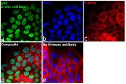 Invitrogen p53 Monoclonal Antibody (DO-7) 500 &mu;L; Unconjugated:Antibodies,