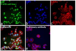 Invitrogen p53 Monoclonal Antibody (DO-7) 500 &mu;L; Unconjugated:Antibodies,