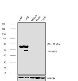Invitrogen p53 Monoclonal Antibody (DO-7) 500 &mu;L; Unconjugated:Antibodies,