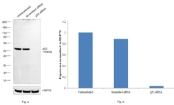 Invitrogen p53 Monoclonal Antibody (DO-7) 500 &mu;L; Unconjugated:Antibodies,